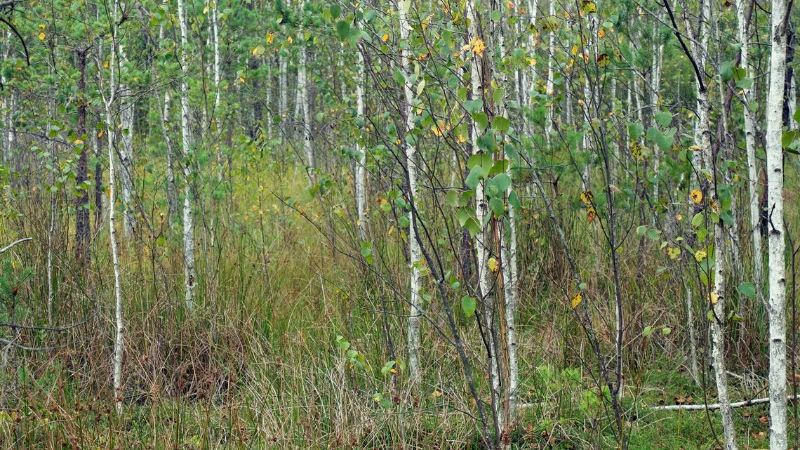 Na hałdach pogórniczych lasy rosną inaczej
