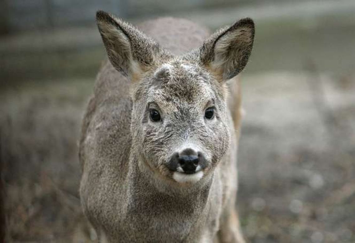 Na jego działce padła sarna. Kto ma ją sprzątnąć? Urząd odmawia pomocy