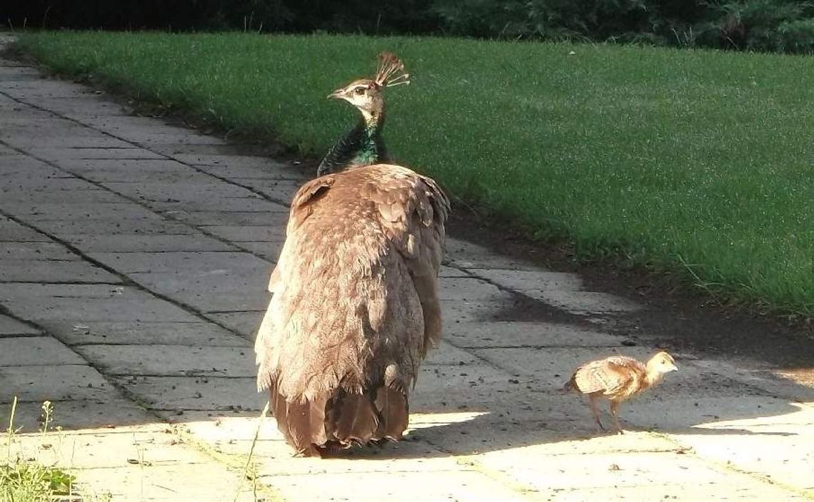 Na koncert i spacer do Kozłówki