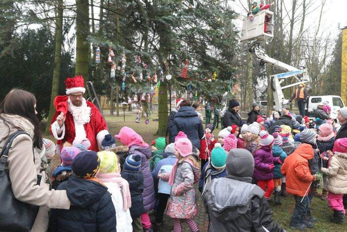 Na LSM mają swoją choinkę. Już ubrana Na LSM mają swoją choinkę. Już ubrana