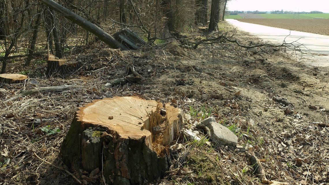 Na nic protesty. Zaczęła się wycinka w gminie Uścimów