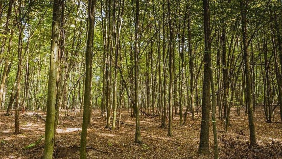 Na północy woj. lubelskiego w lasach jest bardzo sucho. Są miejsca, w których obowiązuje trzeci stopień zagrożenia pożarowego