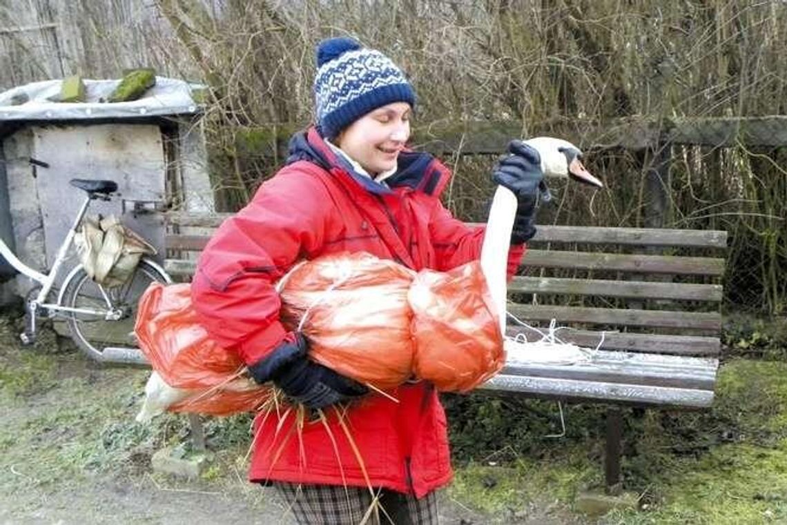 Na pomoc łabędziowi, który utknął w ogrodzeniu