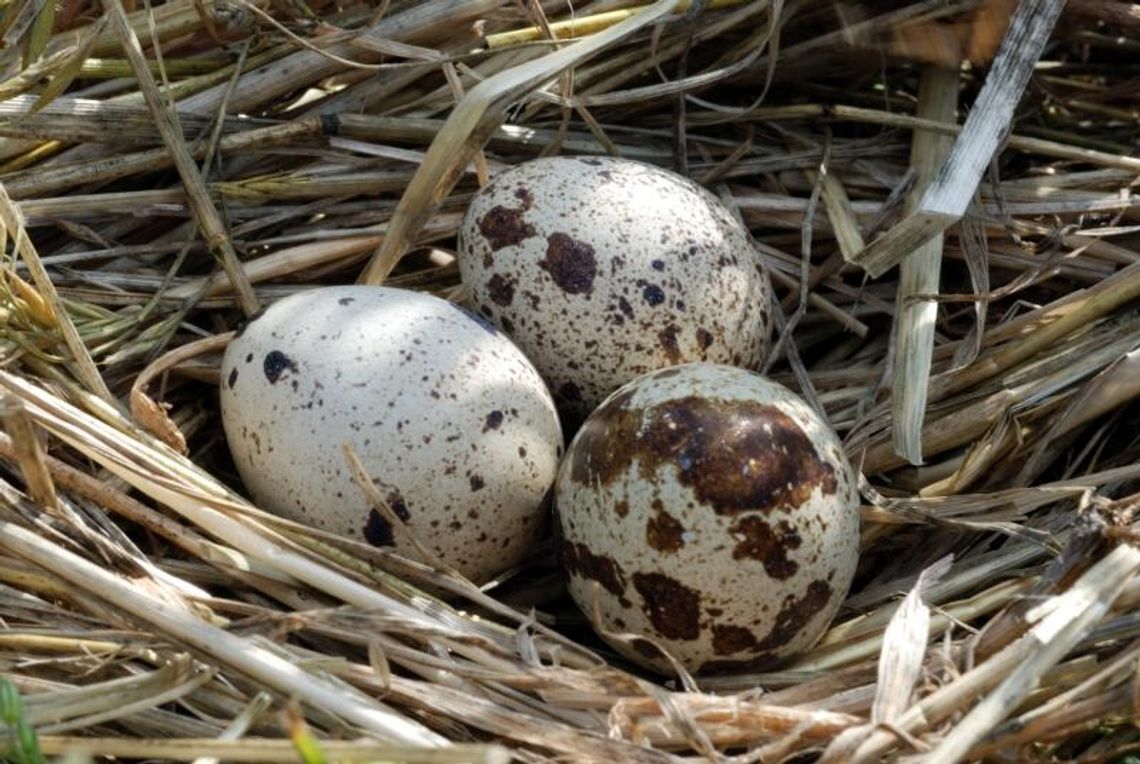 Na przepiórkach można zarobić