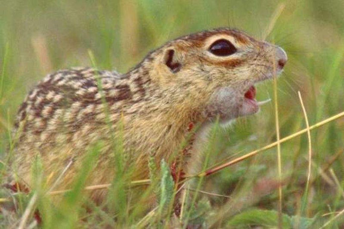 Na ratunek susłom. Przeprowadzka już zakończona Na ratunek susłom. Przeprowadzka już zakończona