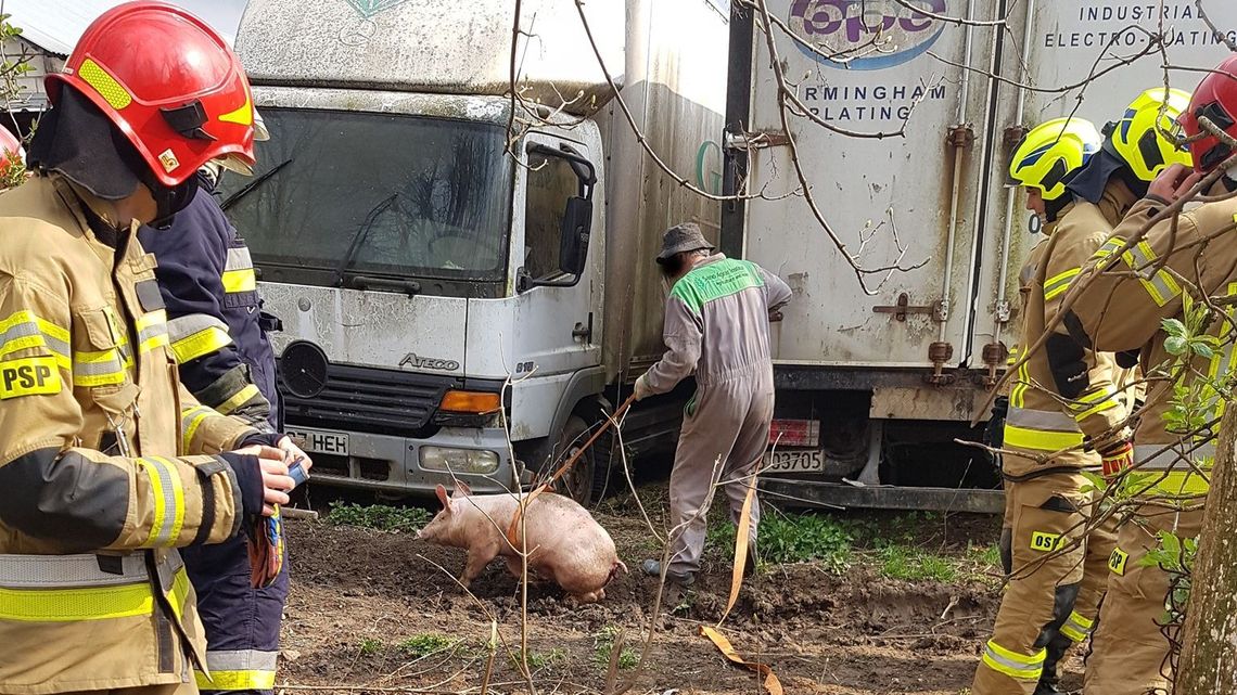Na ratunek świni. Akcja straży koło Lublina