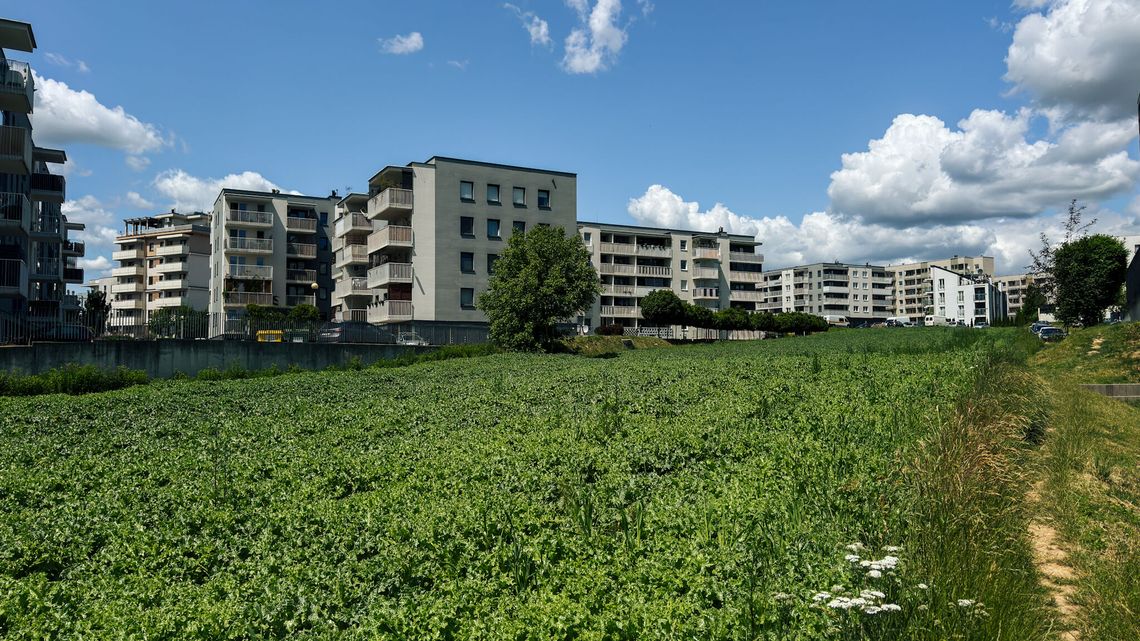 Na słynnym lubelskim polu mieszkańcy chcą parku. Zbierają podpisy pod petycją Na słynnym lubelskim polu mieszkańcy chcą parku. Zbierają podpisy pod petycją