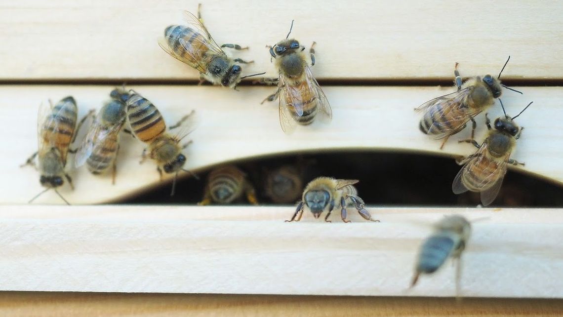 Na śmierć pożądliły go pszczoły. Chciał ukraść miód?