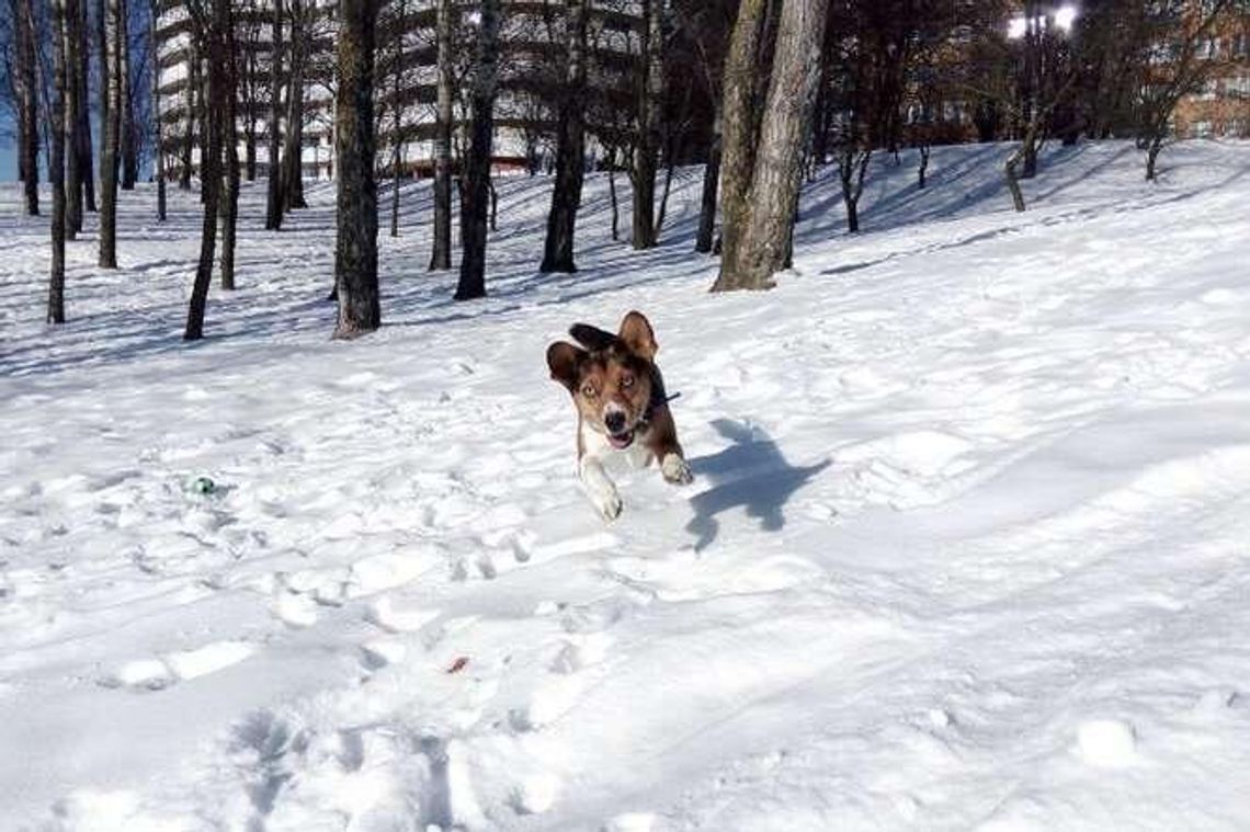 Na spacer z psem w Lublinie? Tak, ale tylko na smyczy. Miasto chce zaostrzyć prawo Na spacer z psem w Lublinie? Tak, ale tylko na smyczy. Miasto chce zaostrzyć prawo