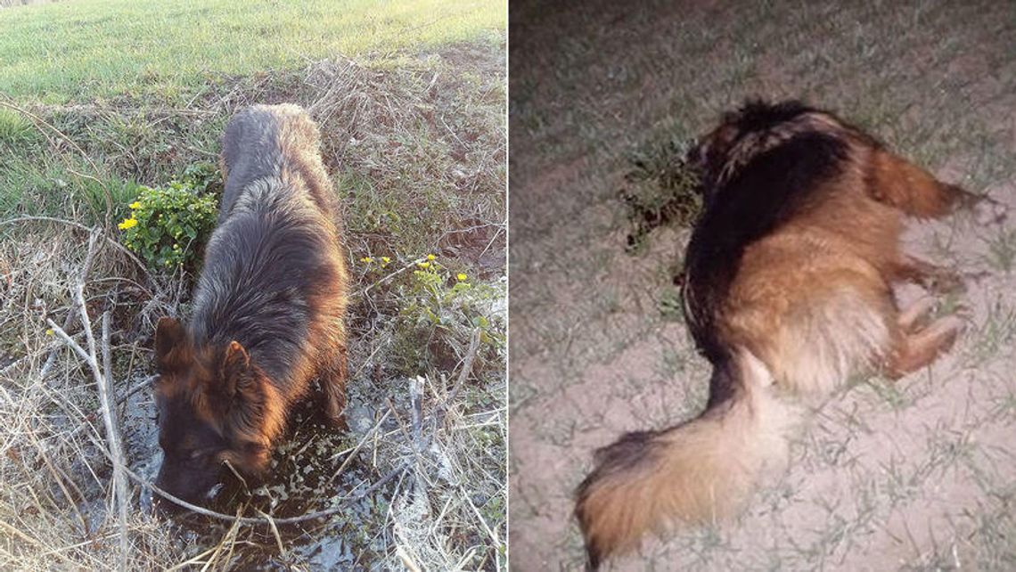 Na spacerze z psami usłyszała strzał. Kula wystrzelona przez myśliwego przebiła czaszkę Luny Na spacerze z psami usłyszała strzał. Kula wystrzelona przez myśliwego przebiła czaszkę Luny