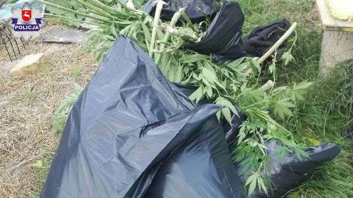 Na strychu marihuana, w ogrodzie krzaki konopi. Zatrzymany 43-latek z Lublina