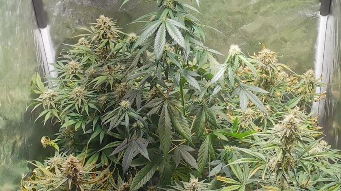 Na strychu urządził sobie plantację marihuany Na strychu urządził sobie plantację marihuany