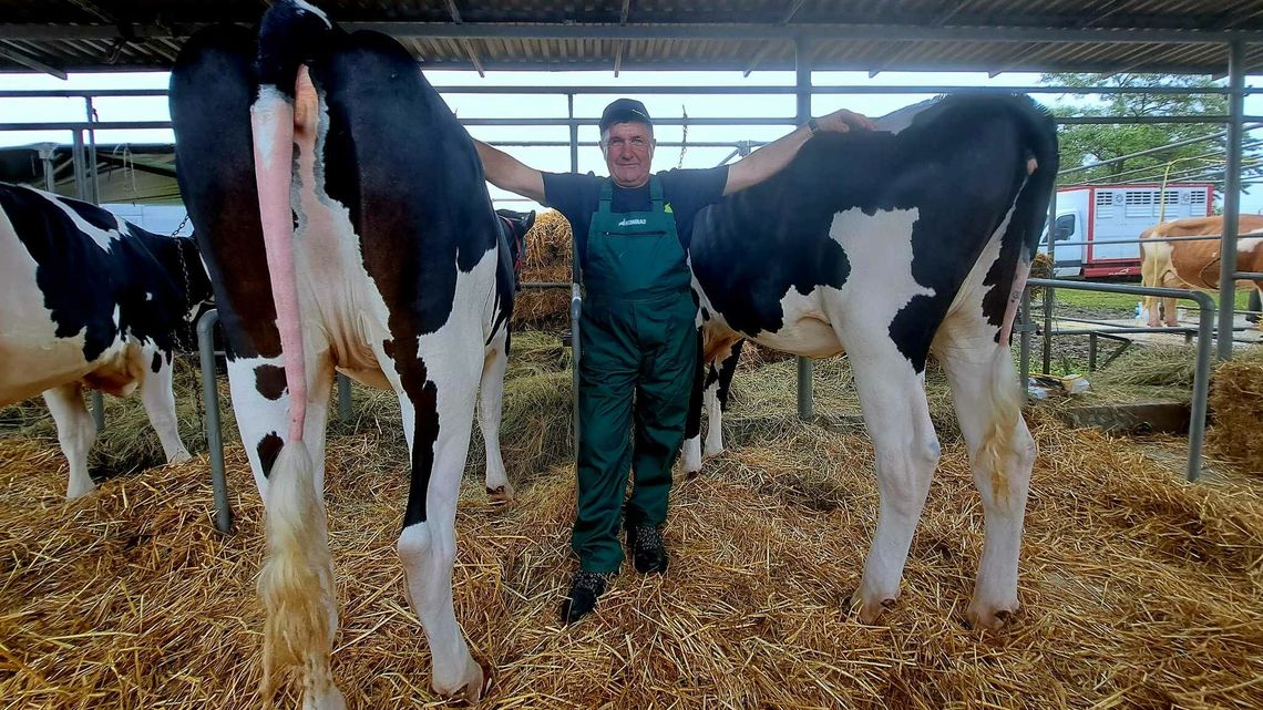 Na tej wystawie robią krowę na bóstwo. Rolnika impreza obowiązkowa 
