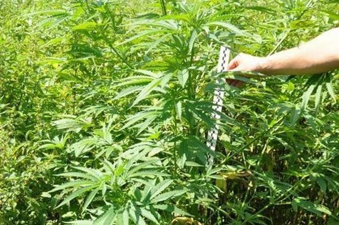 Na widok policjantów wyrzucił plecak z haszyszem