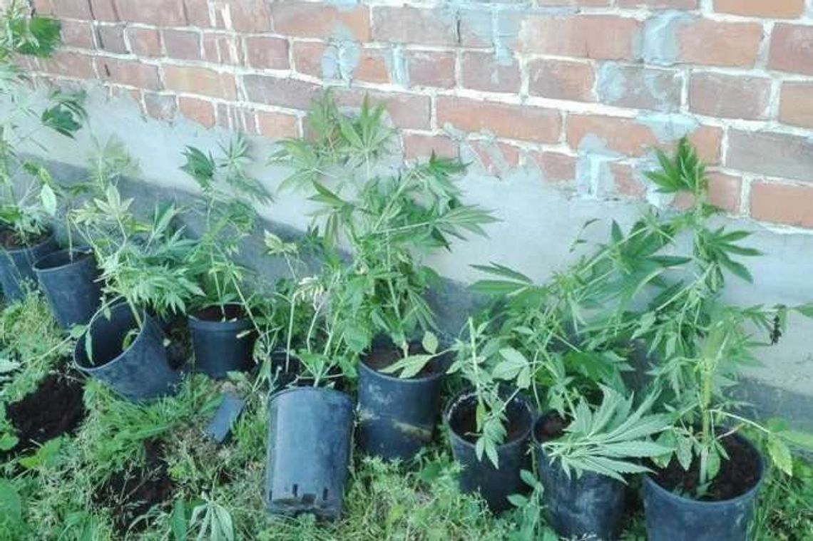 Na widok policjantów zaczął wyrzucać konopie w doniczkach przez okno Na widok policjantów zaczął wyrzucać konopie w doniczkach przez okno