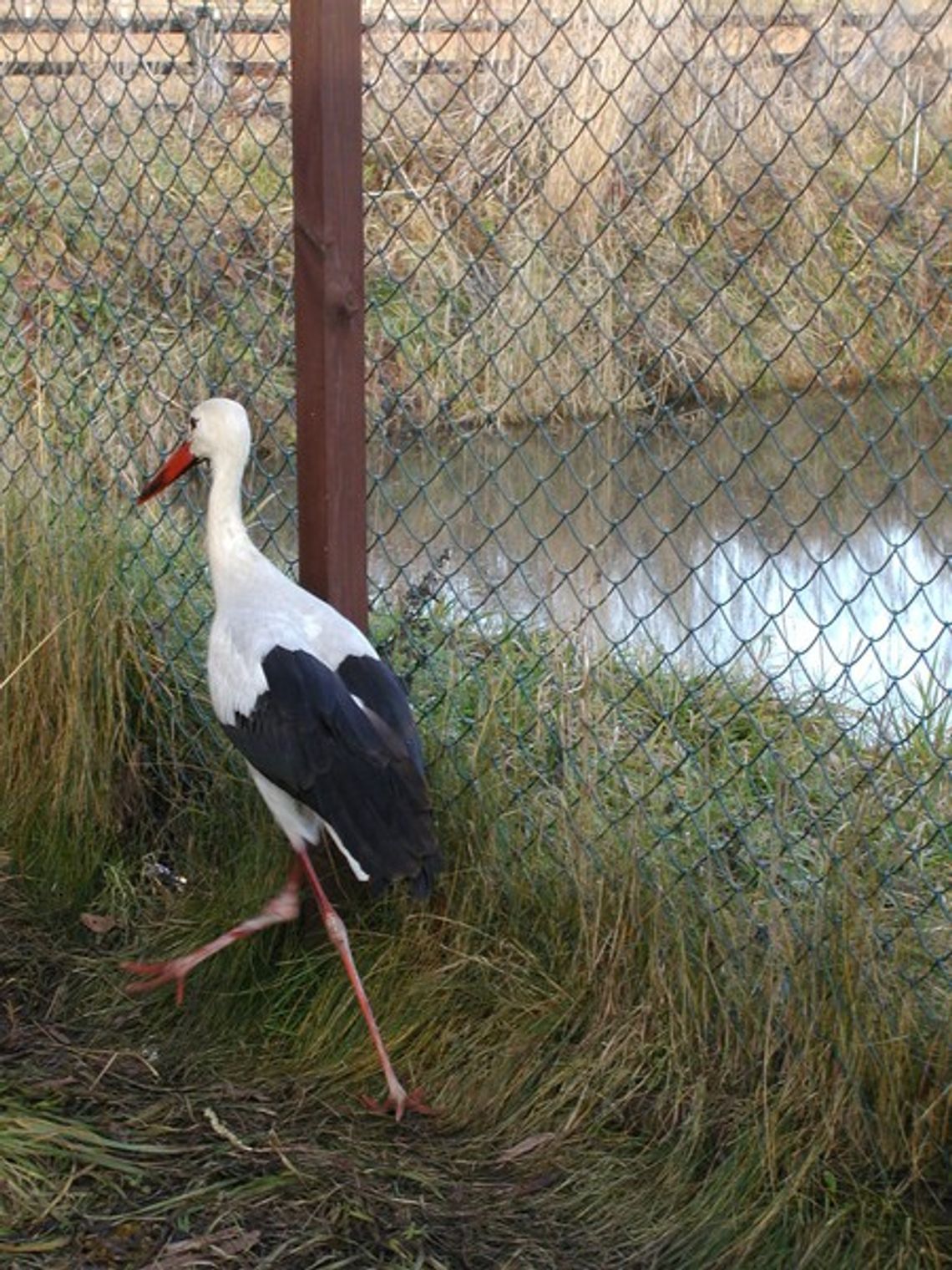 Na wikcie przyrodników Na wikcie przyrodników