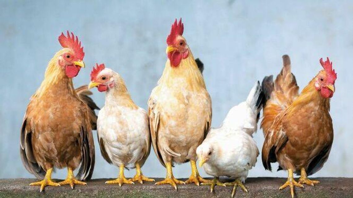 Nadchodzi koniec męczarni kur. Chów klatkowy będzie zakazany Nadchodzi koniec męczarni kur. Chów klatkowy będzie zakazany