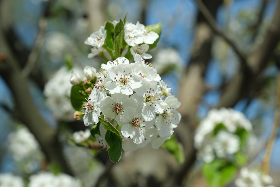 W najbliższych dniach temperatura wyniesie do 14 st. C. IMGW wydał ostrzeżenia pierwszego stopnia przed mgłą w znacznej części kraju - poinformował synoptyk Instytutu Meteorologii i Gospodarki Wodnej Przemysław Makarewicz.