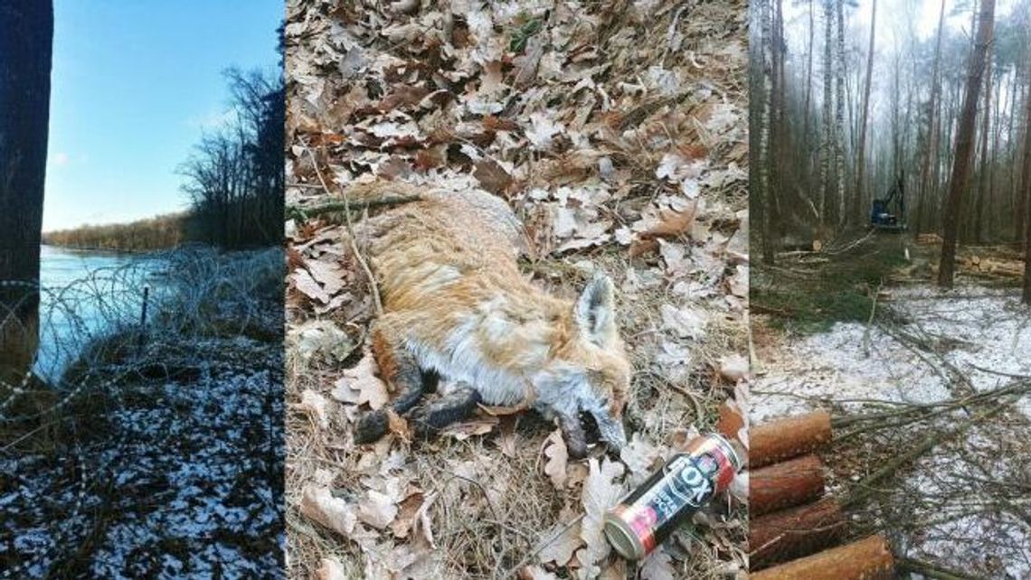 Nadleśnictwo szaleje na Facebooku. „Brak wrażliwości i szacunku dla przyrody”