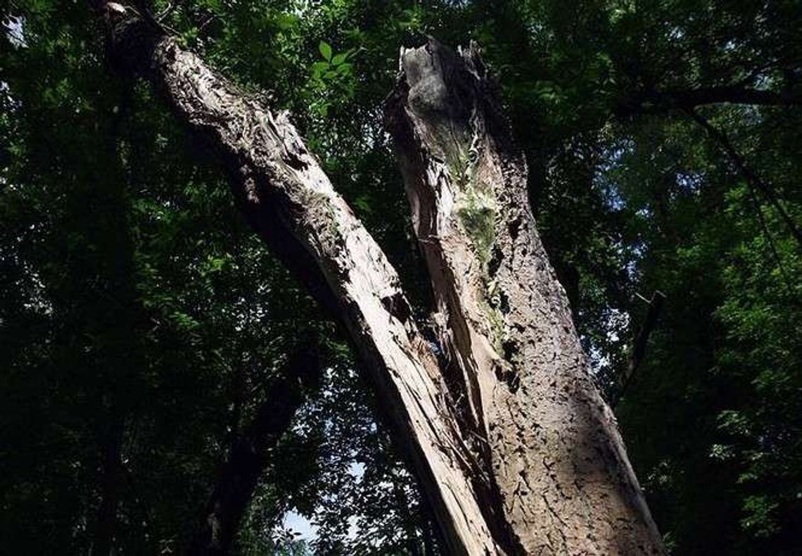 Nagi, związany, okaleczony i przywiązany do drzewa w lesie. Chcieli za niego 1000 zł okupu Nagi, związany, okaleczony i przywiązany do drzewa w lesie. Chcieli za niego 1000 zł okupu