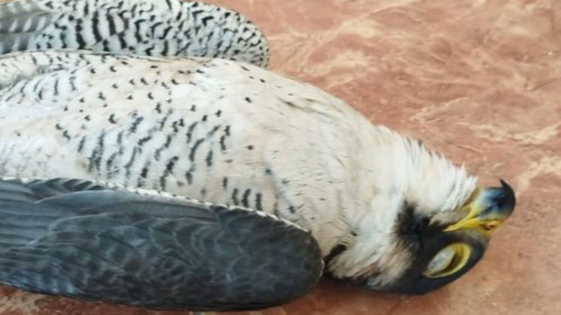 Nagroda za wskazanie truciciela 50 300 zł