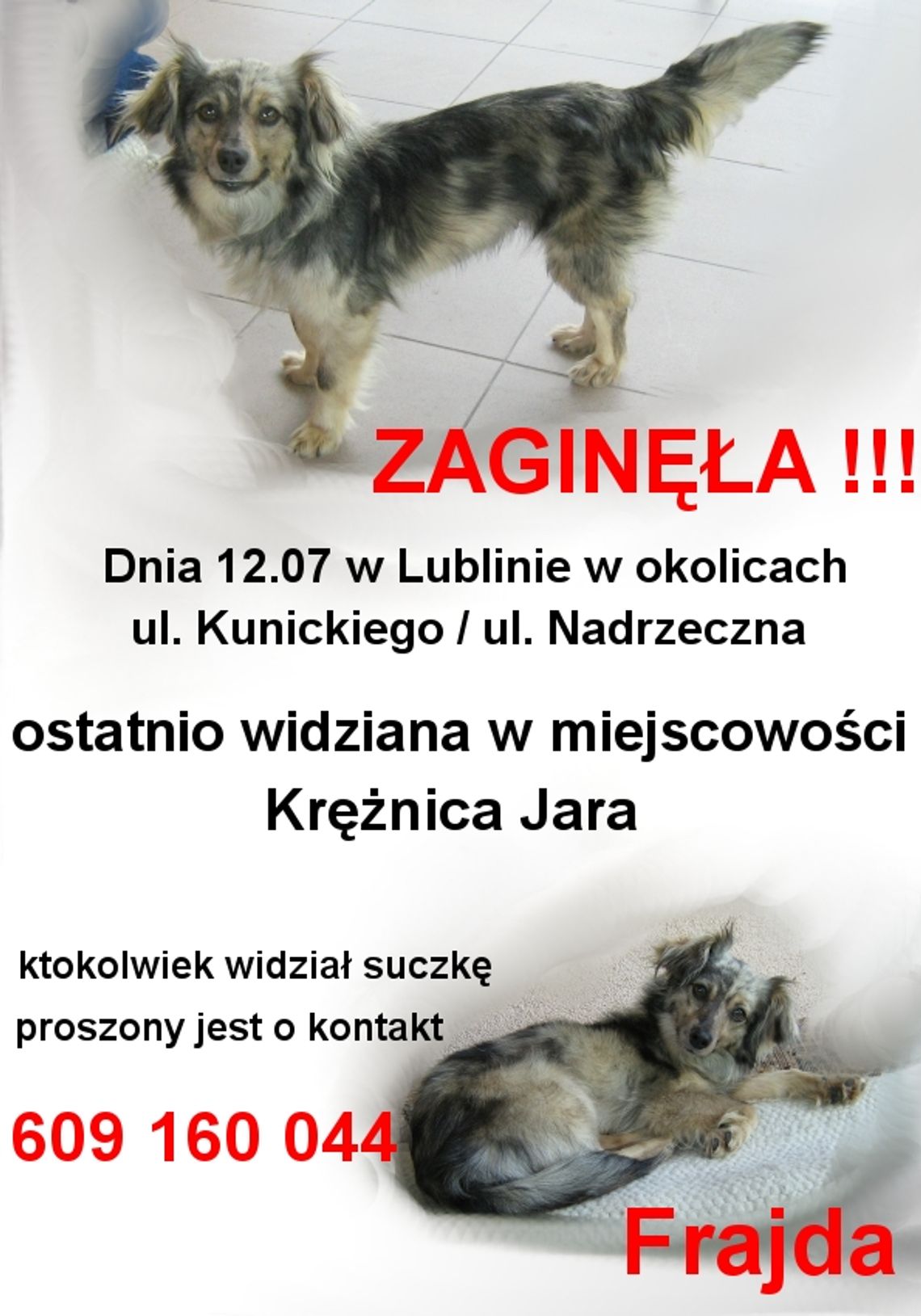 Nagroda za znalezienie Frajdy