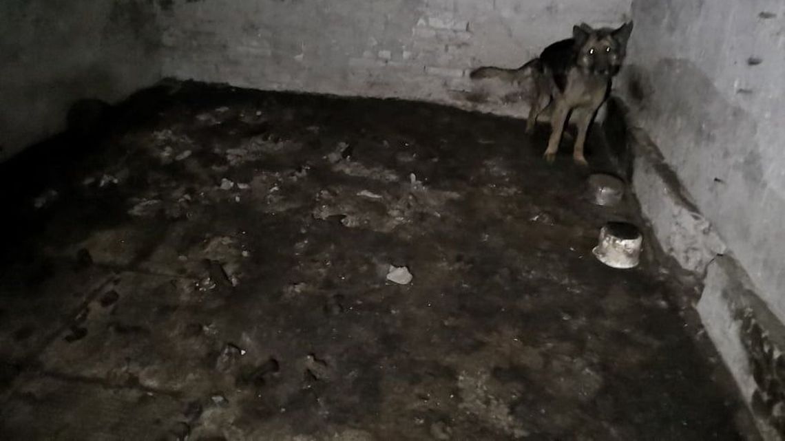 "Najbardziej żałosny i druzgocący widok w świecie". Reks spędził całe życie w ciemności i na betonie