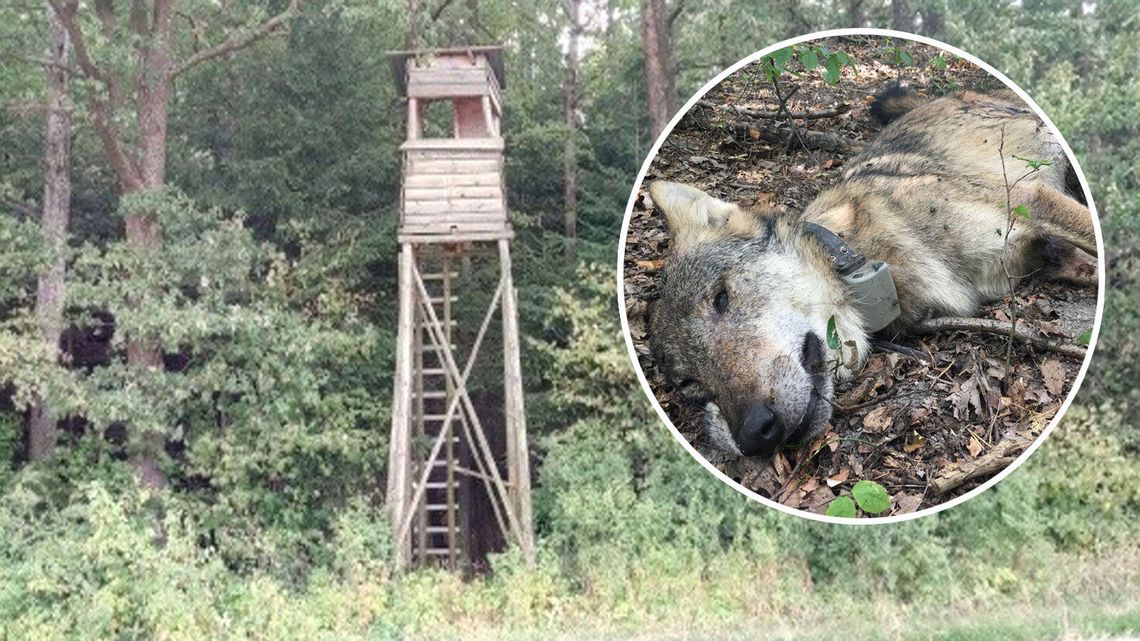 Najbardziej znany wilk z Roztocza został zastrzelony. "Myśliwy doskonale wiedział co robi"