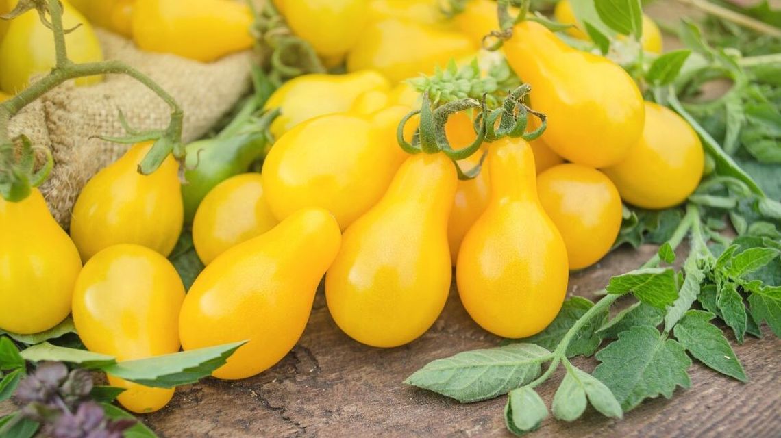 Najciekawsze odmiany pomidorów – przegląd