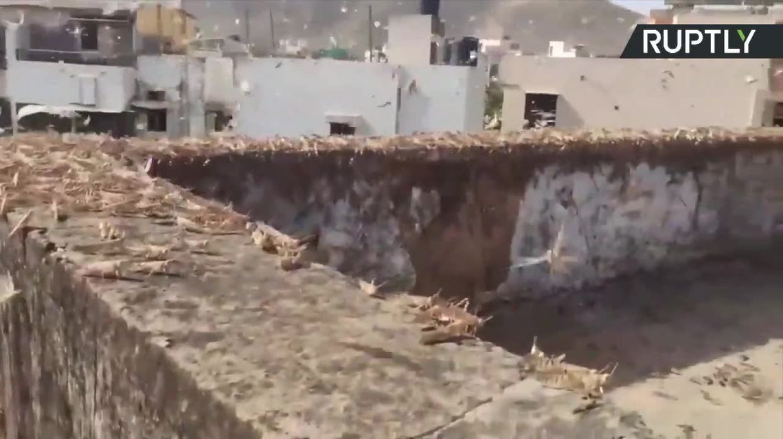 Najgorsza od 27 lat plaga szarańczy w Indiach. 50 tys. hektarów plonów rolnych zostało zniszczonych