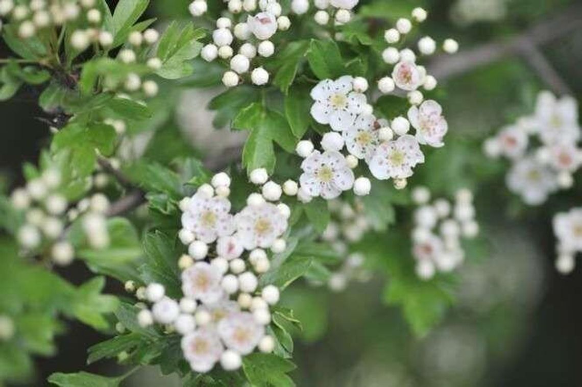 Najlepsze majowe nalewki. Jak je zrobić?