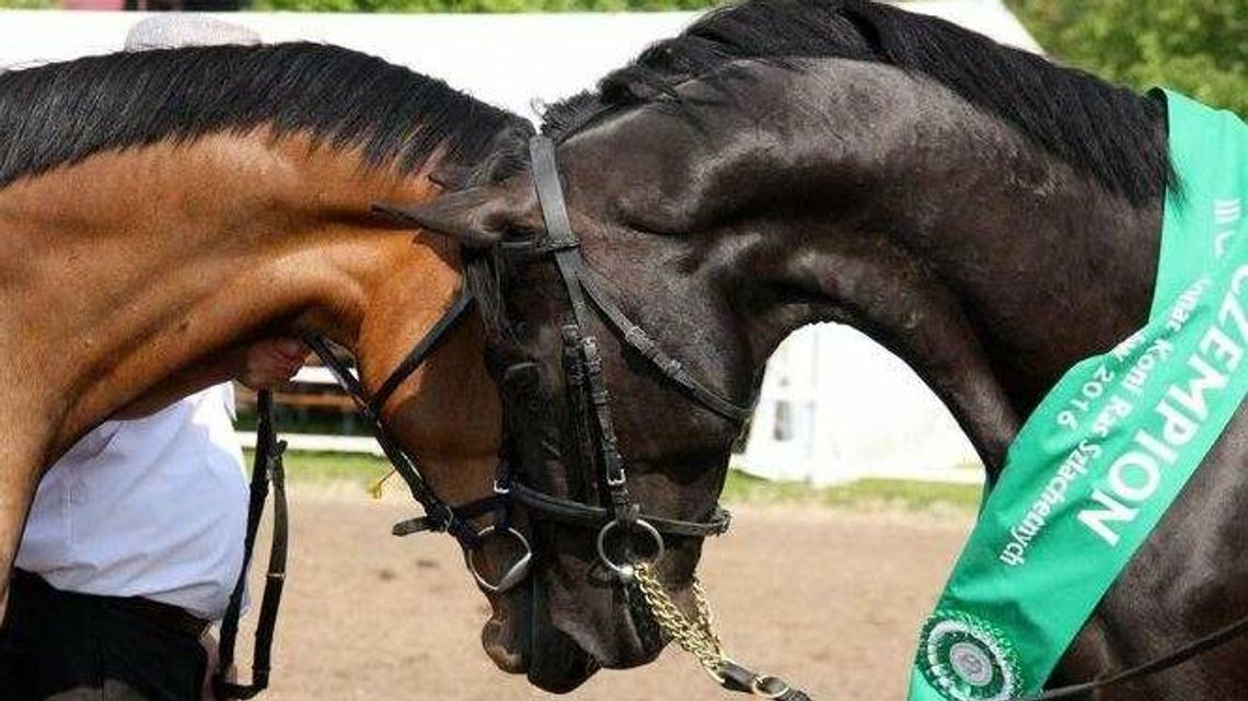 Najpiękniejsze konie i Lisowczycy w Białce koło Krasnegostawu Najpiękniejsze konie i Lisowczycy w Białce koło Krasnegostawu