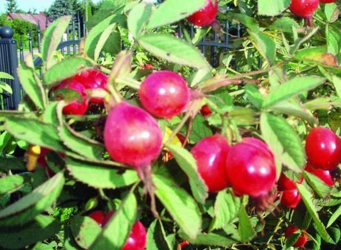 Najpopularniejsze nowe gatunki roślin sadowniczych