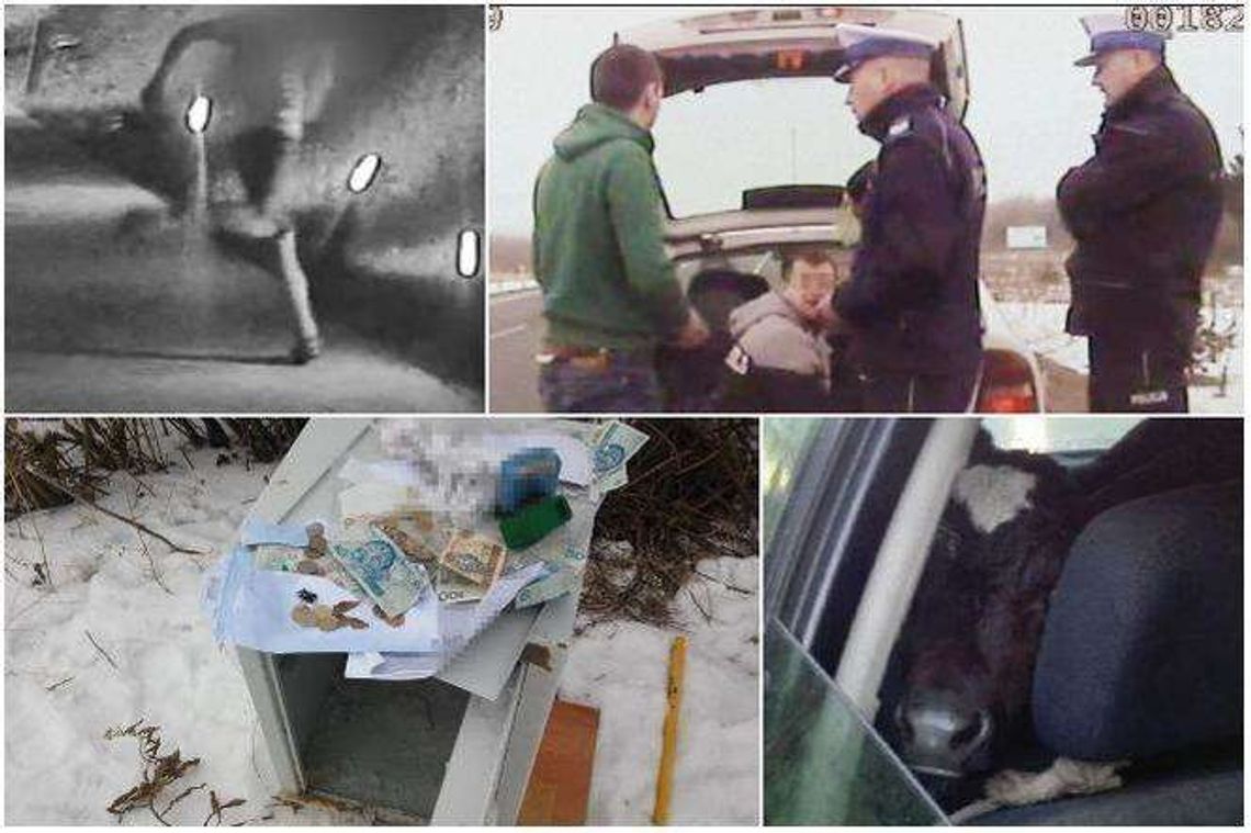 Najśmieszniejsze wpadki z kroniki policyjnej w 2017 roku w Lubelskiem [zdjęcia, wideo]