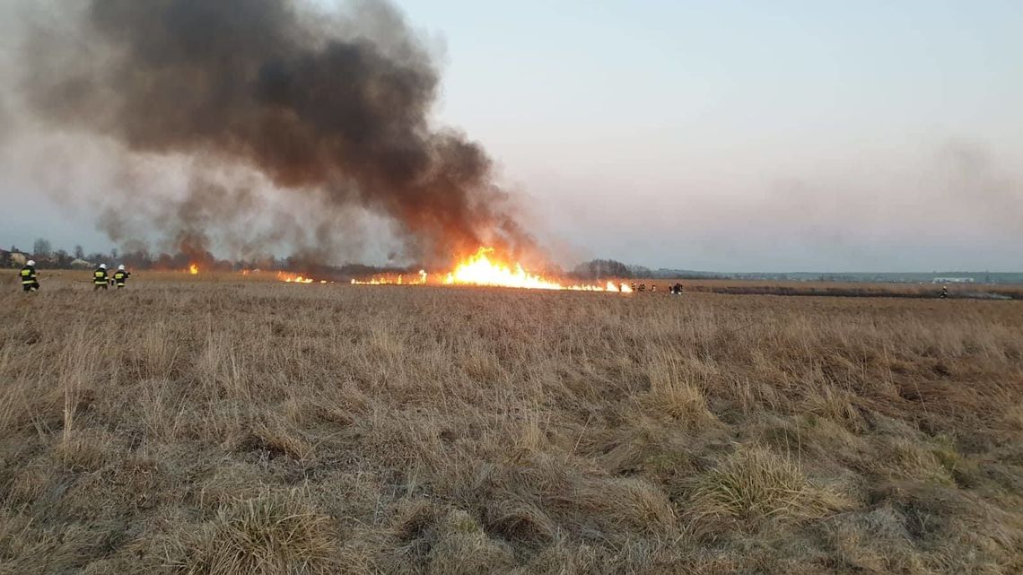Największy pożar na Zamojszczyźnie od lat. 150 hektarów w ogniu