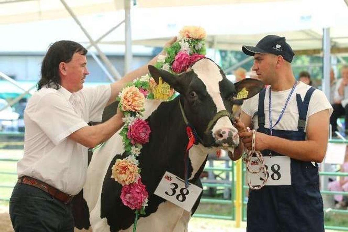 Najwspanialsze krowy, konie, owce i świnie na wystawie w Sitnie (zdjęcia)
