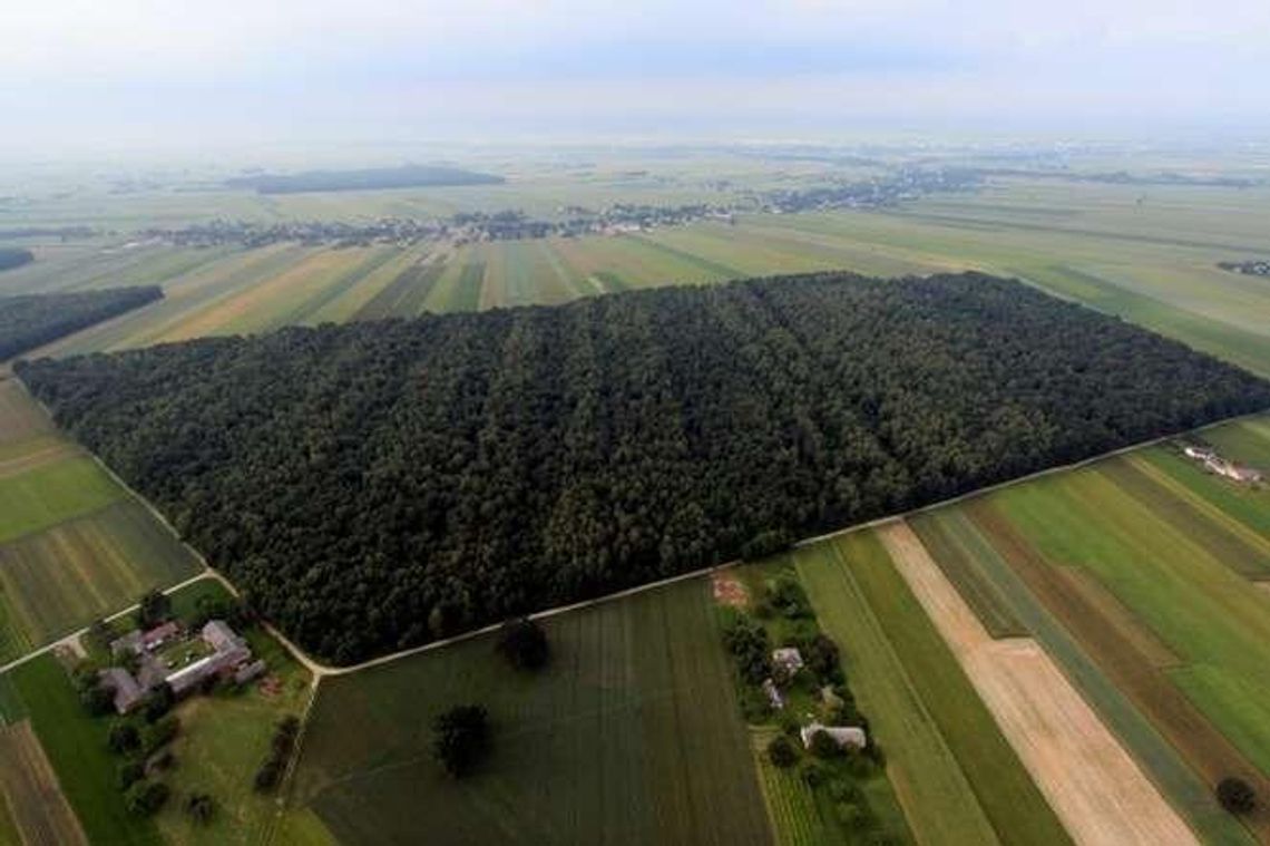 Najwyższe zagrożenie pożarowe. Będzie zakaz wstępu do lasów w Lubelskiem?