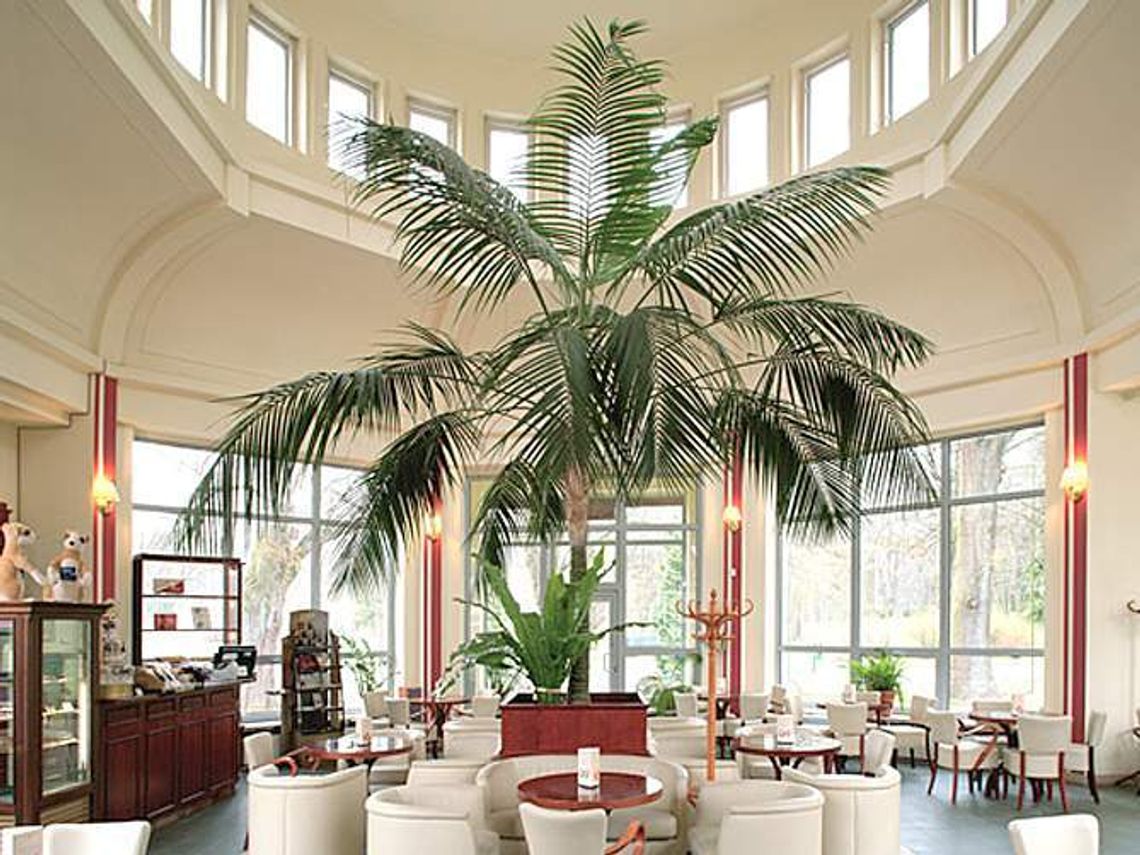 Nałęczów. Pijalnia z palmami i czekoladą do wynajęcia