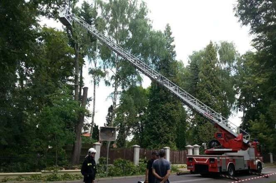 Nałęczów: Zamknięta ul. Lipowa. Strażacy wycinają drzewo