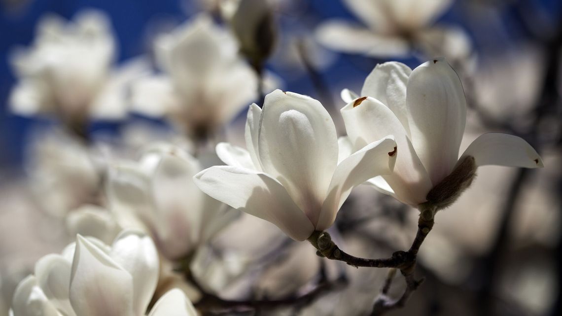 Naleśniki z kwiatami magnolii i kiszone stokrotki. Przepisy kulinarne