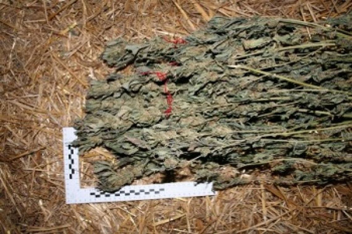 Naloty na marihuanę pod Puławami i w Chrzanowie