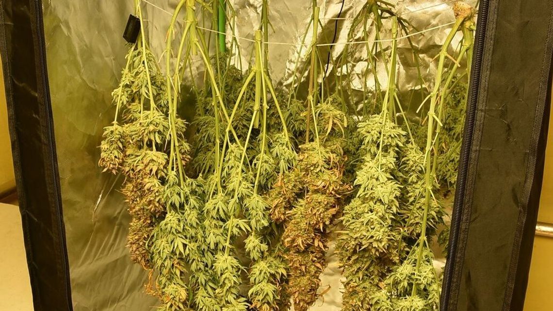 Namiot w piwnicy. Policjanci znaleźli 2,5 kg marihuany