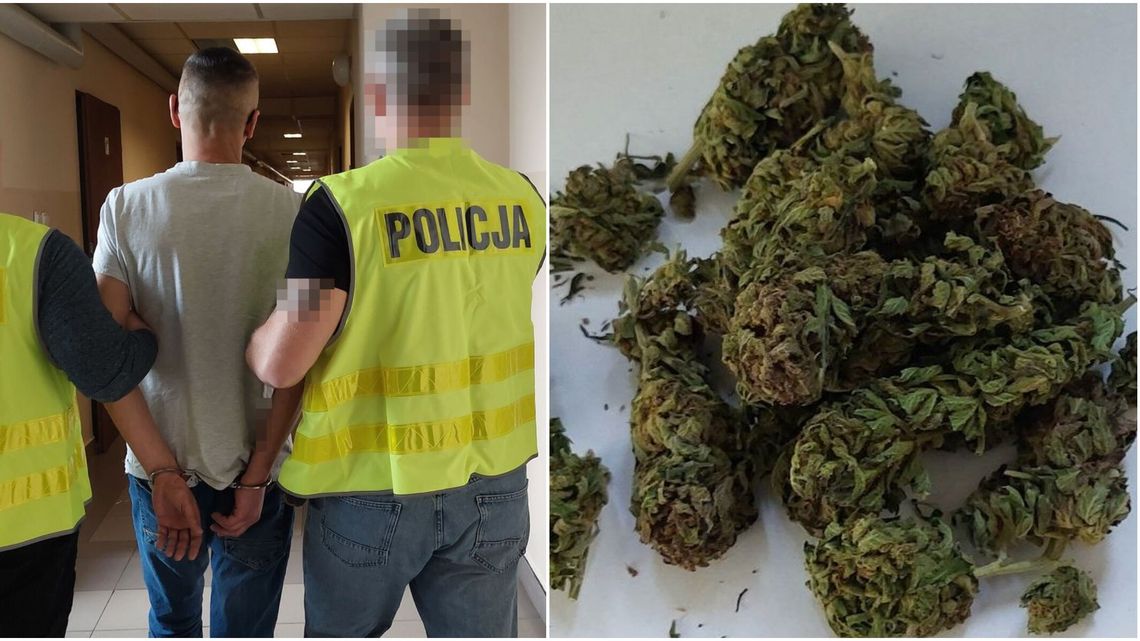 „Narcos” po chełmsku. Ponad kilogram marihuany i nielegalna uprawa