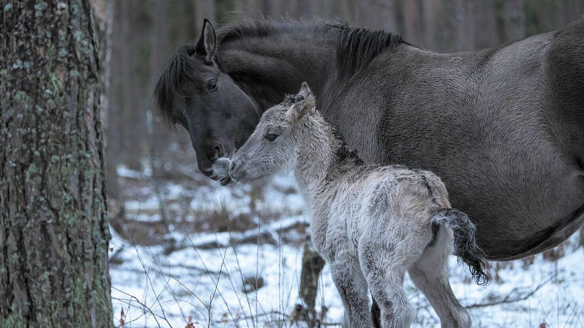 Narodziny w Roztoczańskim Parku Narodowym. Rośnie kolejne pokolenie koników polskich