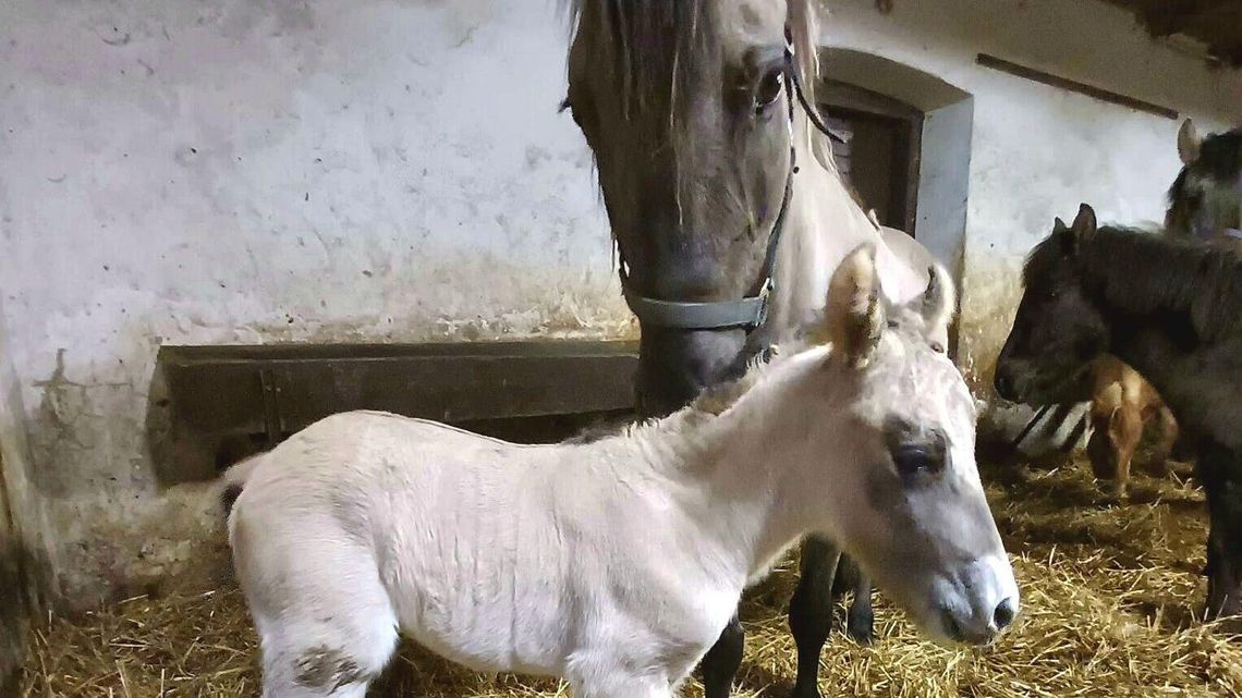 Narodziny w RPN. Praszka jest dumna jak paw. Ma syna