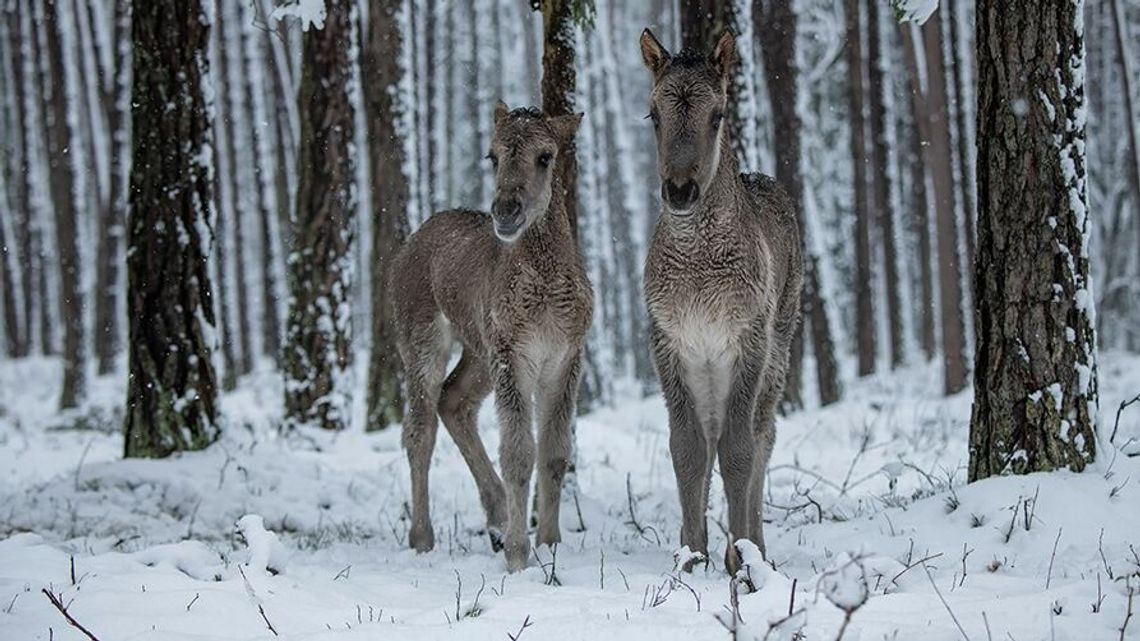 Narodziny w środku lasu. Stado koników w RPN się powiększa