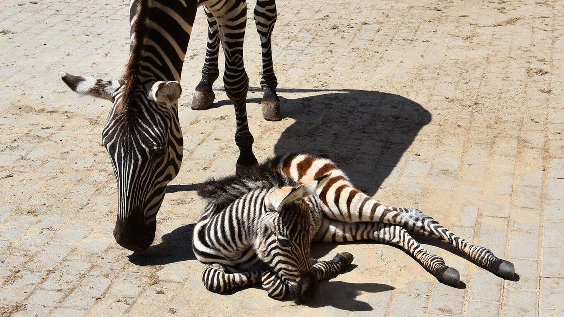 Narodziny w zamojskim ZOO. Luśka została mamą. Nie tylko ona Narodziny w zamojskim ZOO. Luśka została mamą. Nie tylko ona