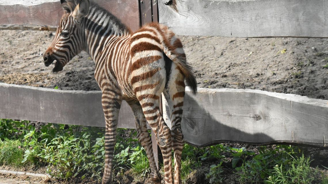 Narodziny w ZOO. Na świat przyszła młoda zebra Narodziny w ZOO. Na świat przyszła młoda zebra