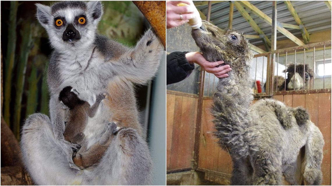 Narodziny w ZOO w Zamościu. Wielbłądziczka i lemury [zdjęcia]