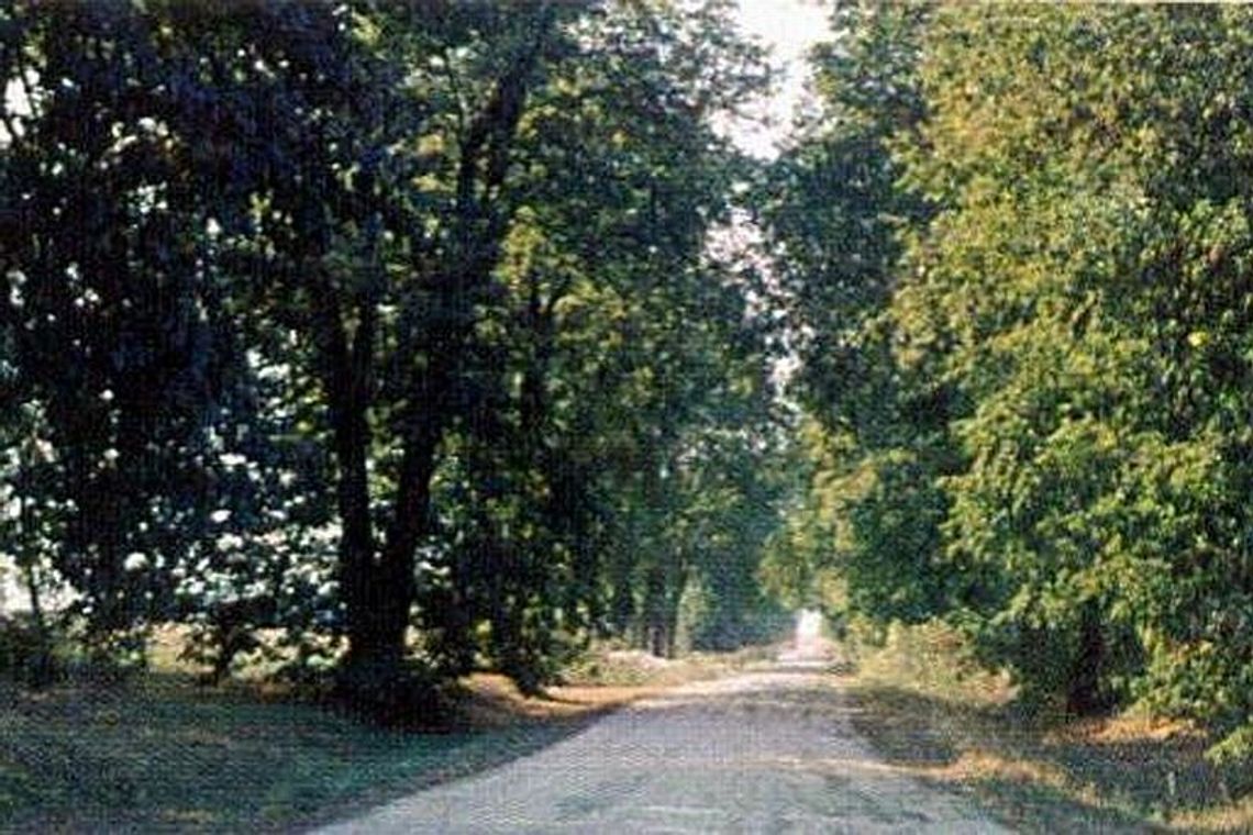Nasutów i największy pomnik przyrody na Lubelszczyźnie